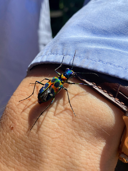 ナミハンミョウ