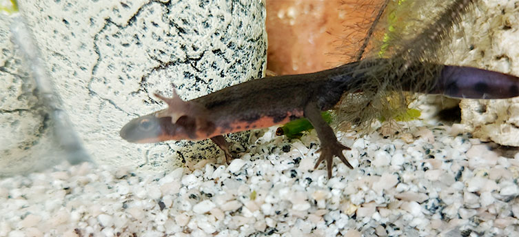 完璧主義を磨くとは