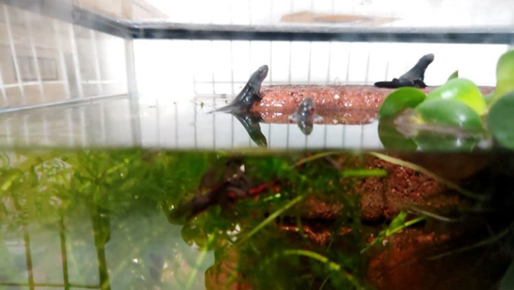 マルチタスクが得意という人などいるのだろうか、そしてご報告