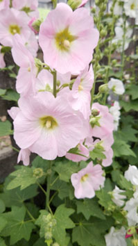 患者さん皆さん、こんにちは。