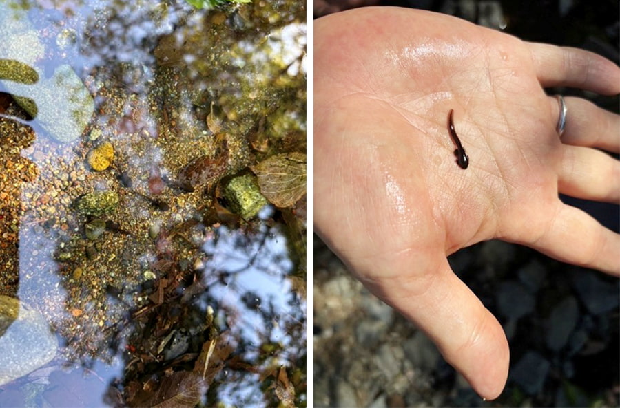 ヒキガエルのオタマジャクシ